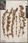 Foto von Salix aurita L. x Salix repens L.